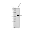 Anti-Zebrafish SF3B4 Antibody Picoband®