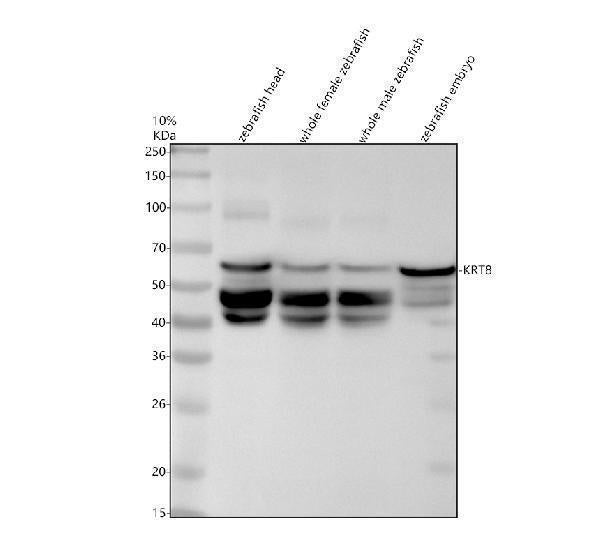 Anti-Zebrafish Cytokeratin 8/KRT8 Antibody Picoband®