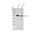 Anti-Zebrafish Alpha Tubulin/TUBA1A Antibody Picoband®