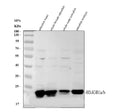 Anti-Zebrafish HMGB1a/b Antibody