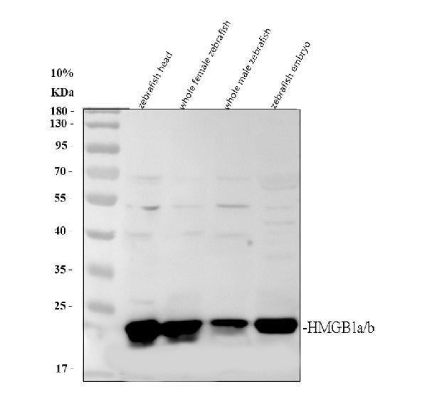 Anti-Zebrafish HMGB1a/b Antibody