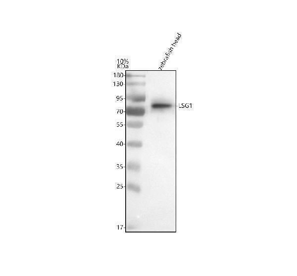 Anti-Zebrafish LSG1 Antibody Picoband®