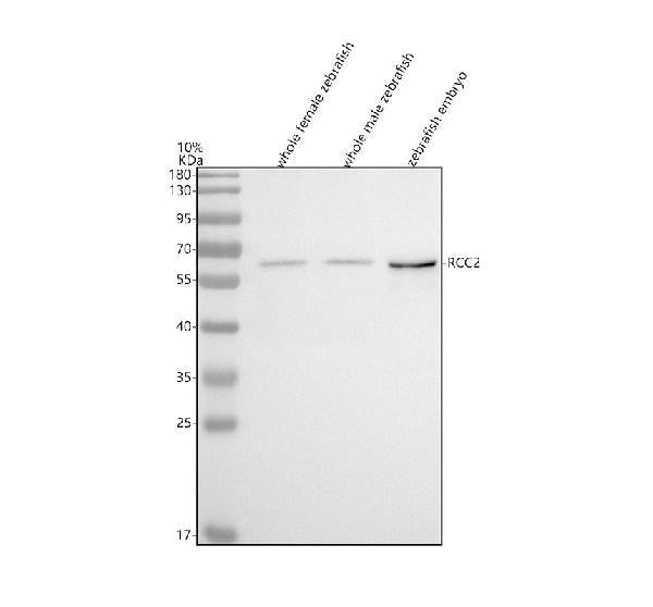 Anti-Zebrafish RCC2 Antibody Picoband®