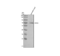 Anti-Zebrafish TDRD3 Antibody Picoband®
