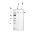 Anti-Zebrafish CUL1A/B Antibody Picoband®
