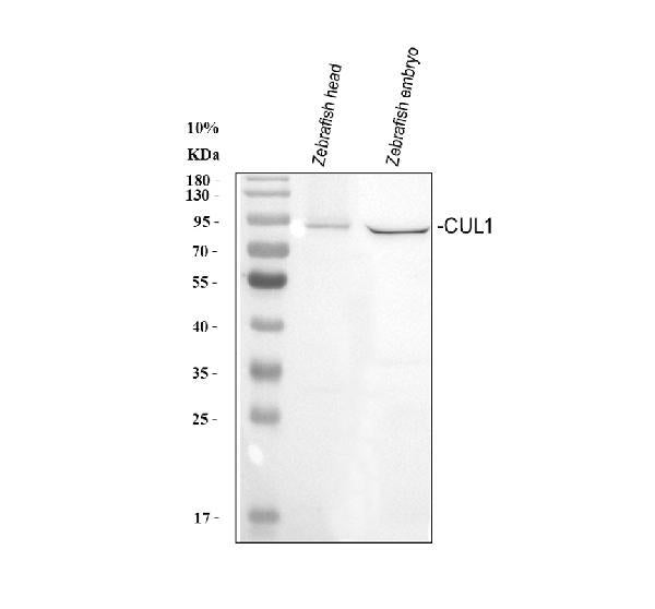 Anti-Zebrafish CUL1A/B Antibody Picoband®