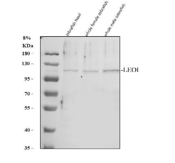 Anti-Zebrafish LEO1 Antibody Picoband®