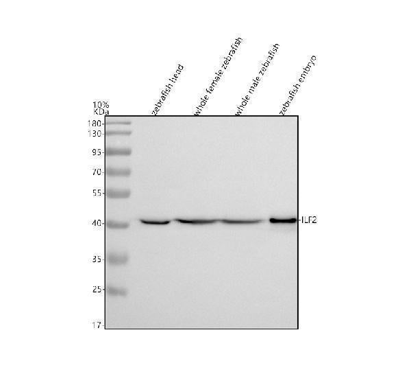 Anti-Zebrafish NF45/ILF2 Antibody Picoband®