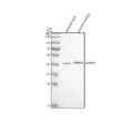Anti-Zebrafish ADRM1 Antibody Picoband®