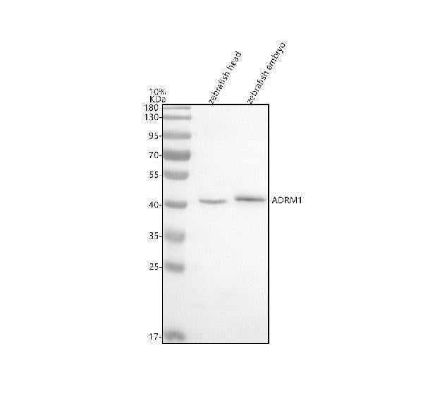 Anti-Zebrafish ADRM1 Antibody Picoband®