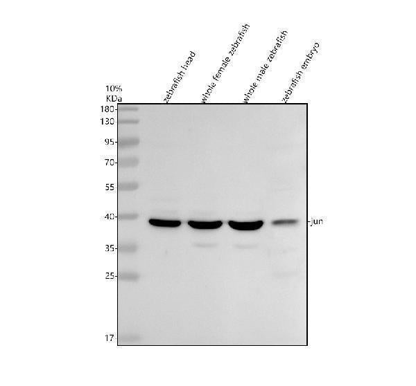 Anti-Zebrafish c-Jun/JUN Antibody Picoband®