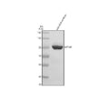 Anti-Zebrafish MCM4 Antibody Picoband®