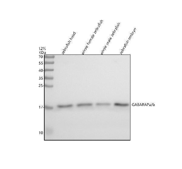 Anti-Zebrafish GABARAPa/b Antibody Picoband®