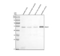 Anti-Zebrafish RBM22 Antibody Picoband®
