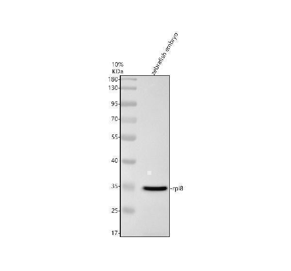 Anti-Zebrafish RPL8 Antibody Picoband®
