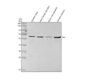Anti-Zebrafish LPLA Antibody Picoband®