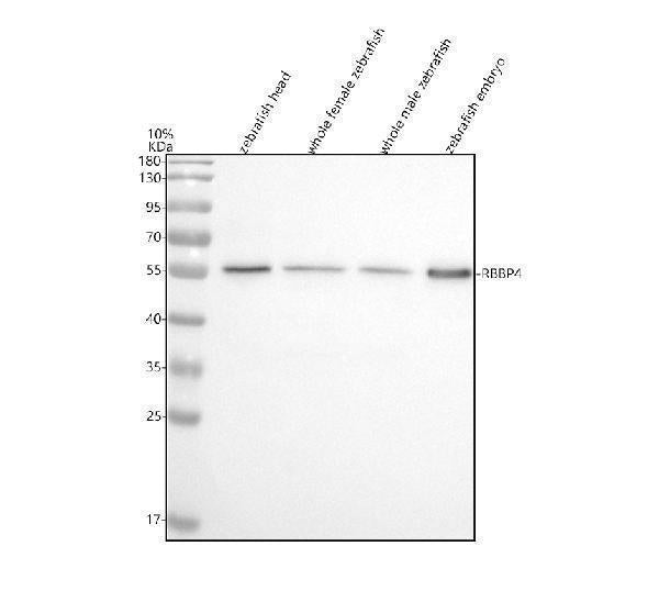 Anti-Zebrafish RBAP48/RBBP4 Antibody Picoband®