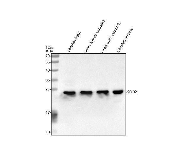Anti-Zebrafish SOD2 Antibody Picoband®