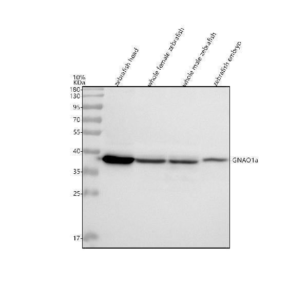 Anti-Zebrafish GNAO1a Antibody Picoband®