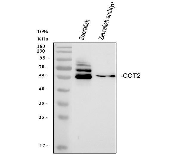 Anti-Zebrafish CCT2 Antibody Picoband®