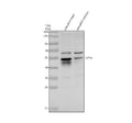 Anti-Zebrafish TPH1A Antibody Picoband®