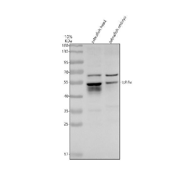 Anti-Zebrafish TPH1A Antibody Picoband®