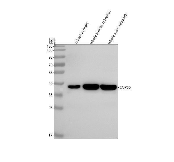 Anti-Zebrafish JAB1/COPS5 Antibody Picoband®