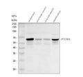 Anti-Zebrafish PTENA Antibody Picoband®