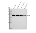 Anti-Zebrafish ENO1a/b Antibody Picoband®