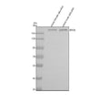 Anti-Zebrafish EIF3A Antibody Picoband®
