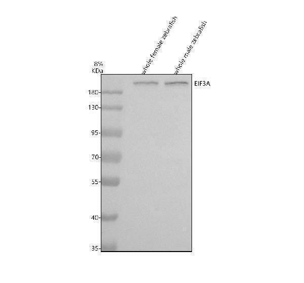 Anti-Zebrafish EIF3A Antibody Picoband®