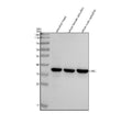 Anti-Zebrafish CRKL Antibody Picoband®