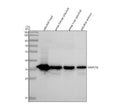 Anti-Zebrafish GNB1/1b Antibody Picoband®