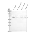 Anti-Zebrafish ILK Antibody Picoband®