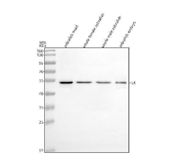 Anti-Zebrafish ILK Antibody Picoband®