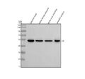 Anti-Zebrafish ILK Antibody Picoband®