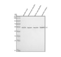 Anti-Zebrafish ILK Antibody Picoband®