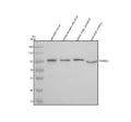 Anti-Zebrafish PSMD2 Antibody Picoband®