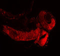 Anti-Zebrafish Histone H3 Antibody Picoband®