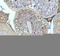 Anti-Zebrafish LHCGR Antibody