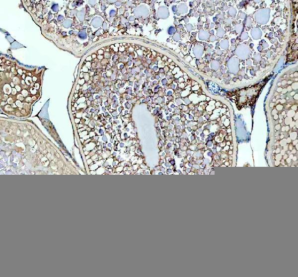 Anti-Zebrafish LHCGR Antibody