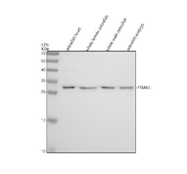 Anti-Zebrafish PSMA5 Antibody Picoband®