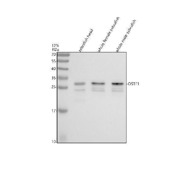 Anti-Zebrafish OSTF1 Antibody Picoband®