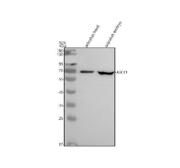Anti-Zebrafish ABCE1 Antibody Picoband®