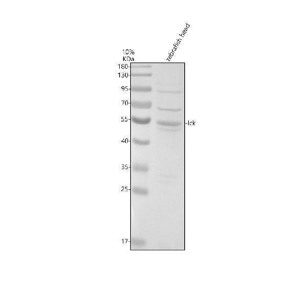 Anti-Zebrafish LCK Antibody Picoband®