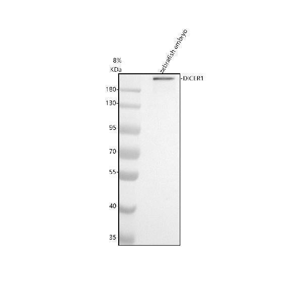 Anti-Zebrafish DICER1 Antibody Picoband®