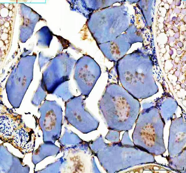 Anti-Zebrafish DMRT1 Antibody Picoband®