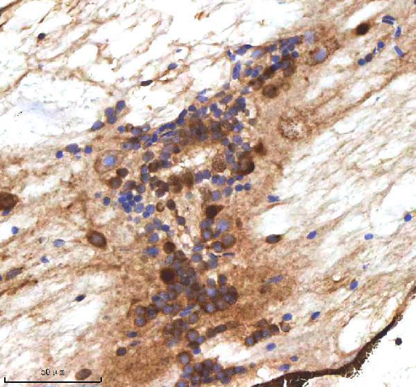 Anti-Zebrafish MPEG1 Antibody