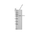 Anti-Zebrafish PRPF31 Antibody Picoband®
