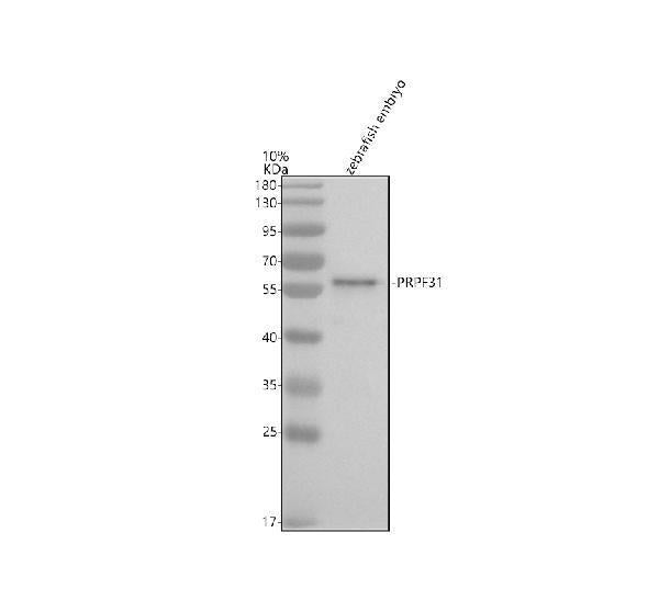 Anti-Zebrafish PRPF31 Antibody Picoband®